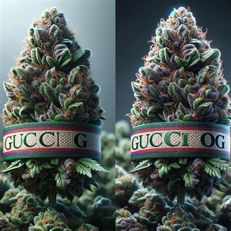 gucci og strain strain.